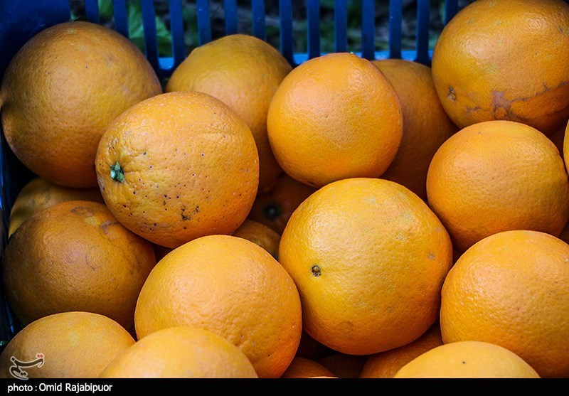 پرتقال در بازار فراوان شد/ عقب نشینی قیمت پرتقال تا نرخ‌های ۵ سال پیش