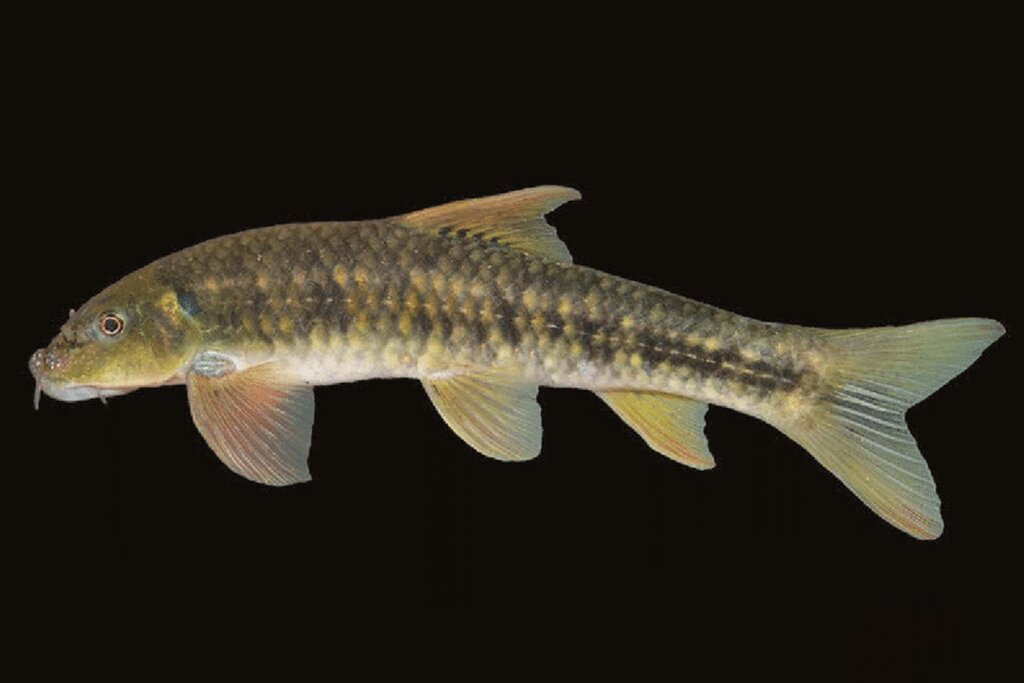 نام یک جانباز شیمیایی روی ماهی ۱۲ میلیون ساله | کشف گونه جدید ماهی توسط تیم ایرانی ـ آلمانی ـ ترکیه‌ای در آب‌های ایران