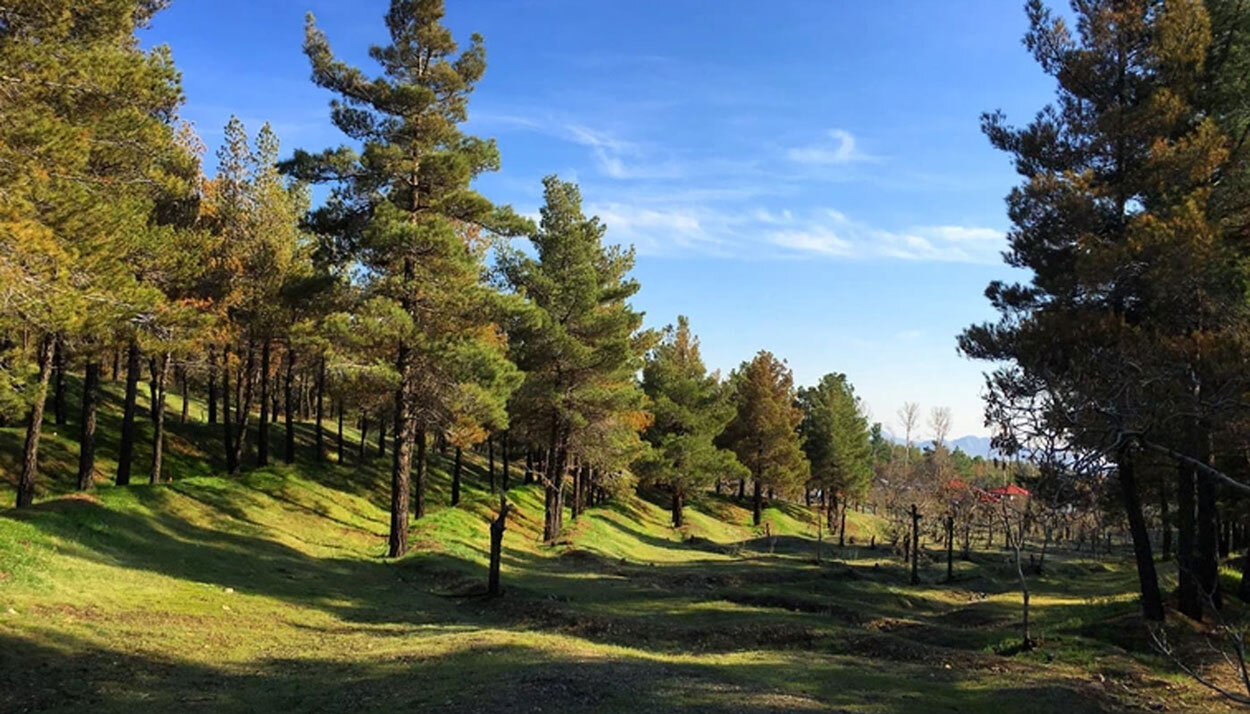 تهران سبزتر می شود | ساخت ۱۰ بوستان روستایی در استان تهران کلید خورد