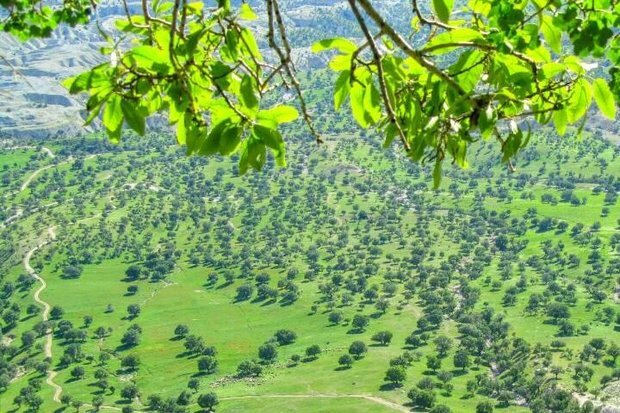 ایران پاییز امسال سبز می‌شود