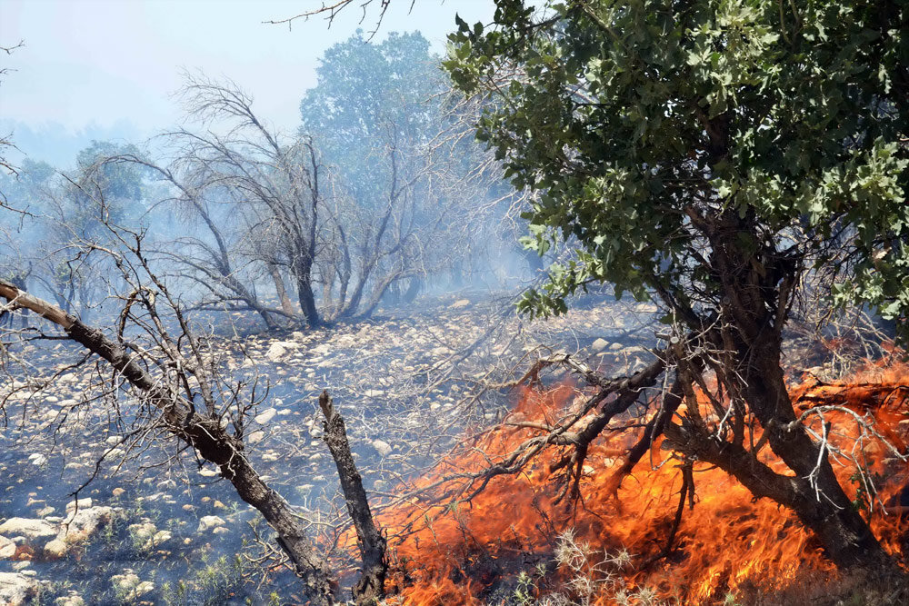 چه کسانی جنگل های لرستان را به عمد آتش می زنند؟ | شناسایی ۲۰ متهم ؛ مراجع امنیتی و قضایی برخورد جدی کند | ۱۶۰۰ هکتار از 