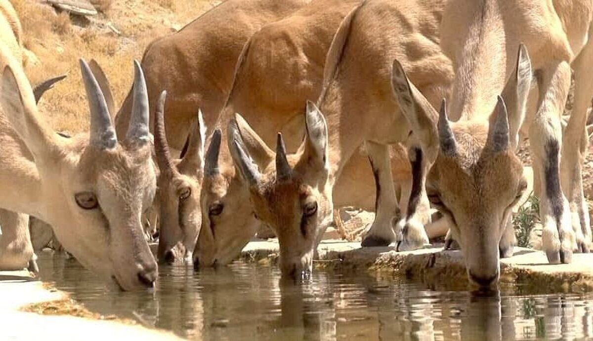 این مرد سقای حیوانات تشنه کویر است ؛ برای تشنگی حیوانات اشک می‌ریزم! | ماجرای زوج جوانی که پول سفر ماه عسل را نذر آبرسان