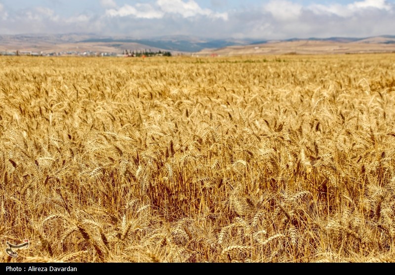 پرداخت ۱۹هزار و ۲۶۸ میلیارد تومان از بهای گندم در گلستان