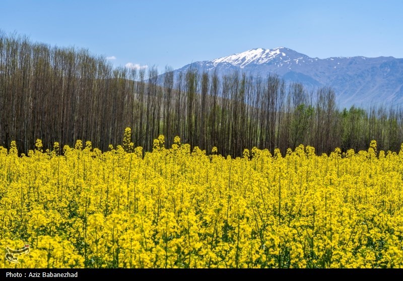 معوقات کلزاکاران ‌گلستانی پرداخت شد