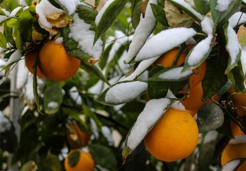 باغداران وگلخانه‌داران مراقب سرمازدگی باشند