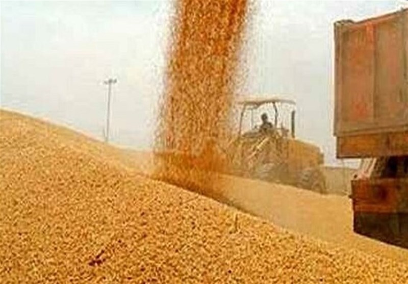 آمادهسازی ۸۸ مرکز برای خرید گندم کشاورزان گلستانی آمادهسازی ۸۸ مرکز برای خرید گندم کشاورزان گلستانی