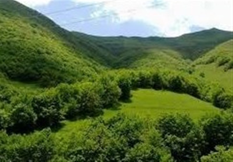 درختانی که دیگر بریده نمیشوند/جنگلهای گلستان نفس میکشند درختانی که دیگر بریده نمیشوند/جنگلهای گلستان نفس میکشند