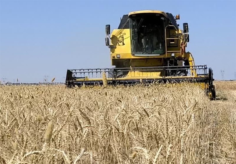 آغاز پرداخت مطالبات گندمکاران گلستانی آغاز پرداخت مطالبات گندمکاران گلستانی