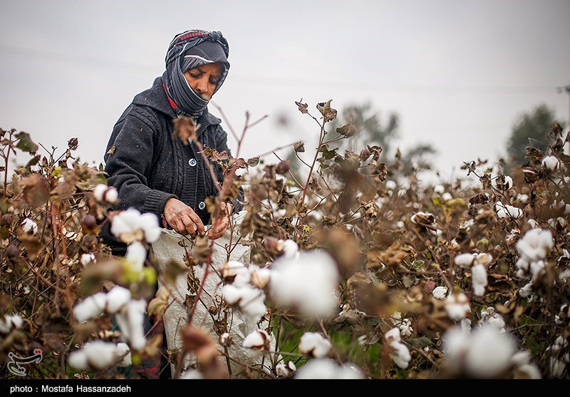 سقوط طلای سفید در سرزمین طلاهای سبز/ سکوت در پنبهزارها سقوط طلای سفید در سرزمین طلاهای سبز/ سکوت در پنبهزارها