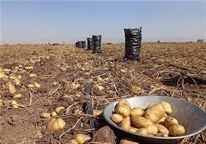 سودجویی دلالان در بازار سیبزمینی/ کشاورزان ورشکست شدند! سودجویی دلالان در بازار سیبزمینی/ کشاورزان ورشکست شدند!