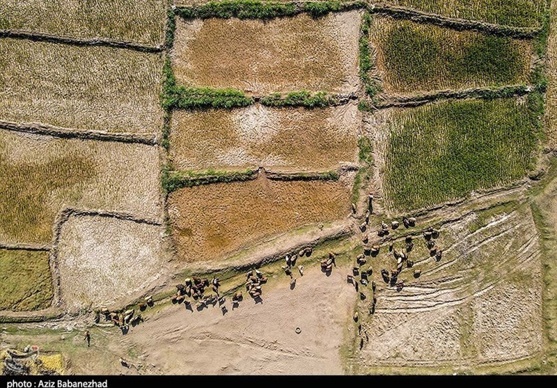 گلستان در محاصره خشکسالی/ بحران آب از هشدار گذشت