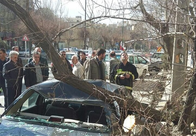 ماجرای سقوط شاخه درخت بر سر یک شهروند/مرد ۵۵ ساله به کما رفت