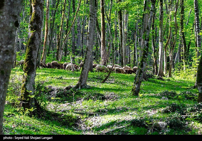 یادداشت|نبرد نابرابر در دل جنگلهای گلستان؛ خشکسالی و آفات بلای جان درختان یادداشت|نبرد نابرابر در دل جنگلهای گلستان؛ خشکسالی و آفات بلای جان درختان