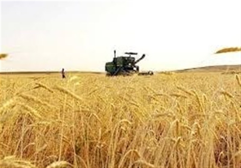 سال پررنج گندمکاران گلستان /چشمانتظاری برای دریافت طلب ۳۱۰۰ میلیاردی سال پررنج گندمکاران گلستان /چشمانتظاری برای دریافت طلب ۳۱۰۰ میلیاردی