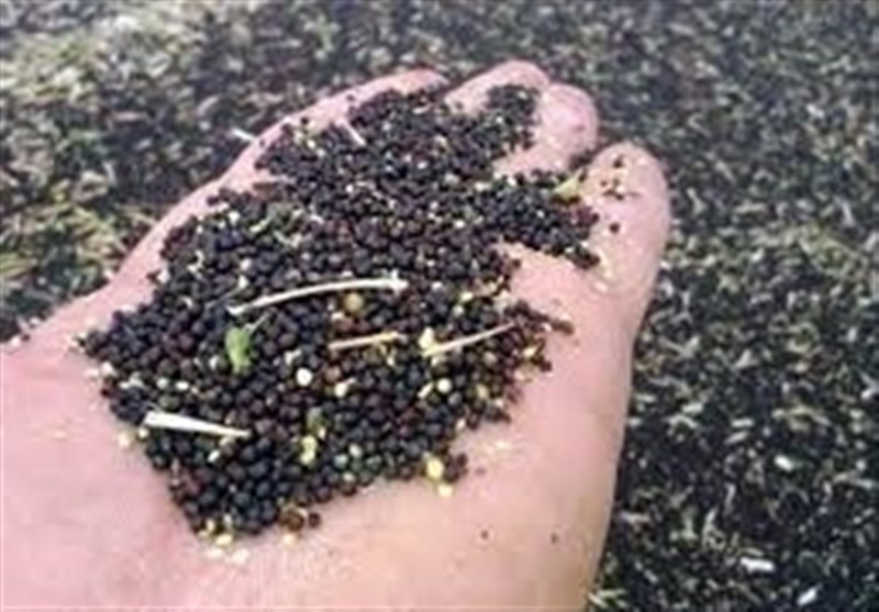خبر خوش برای کلزاکاران گلستانی/ پرداخت مطالبات تا ۱۰ روز آینده خبر خوش برای کلزاکاران گلستانی/ پرداخت مطالبات تا ۱۰ روز آینده