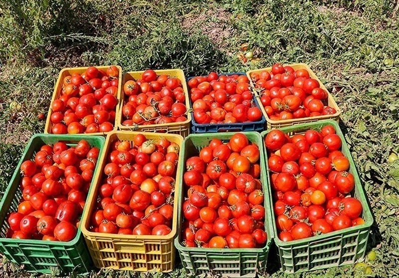 مطالبات گوجه‌کاران گلستانی تسویه شد
