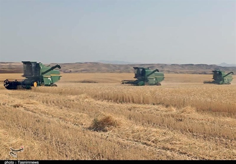 بلای خشکسالی بر سر کشاورزی گلستان/ کاهش ۵۰۰ هزار تنی خرید تضمینی گندم