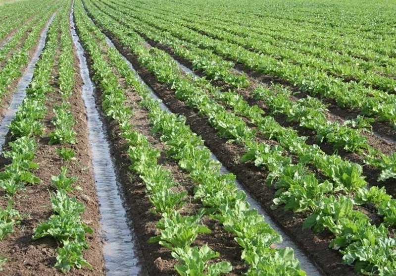 نگرانی از آینده کشاورزی گلستان