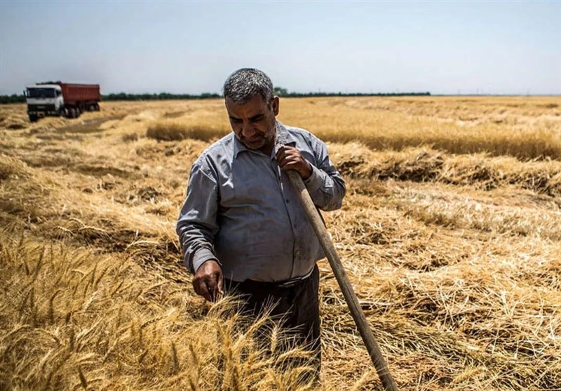 پرداخت قطره‌چکانی مطالبات گندمکاران