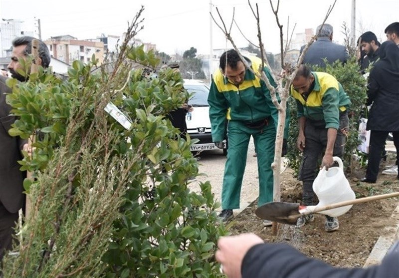کاشت ۴.۹ میلیون اصله نهال در گلستان
