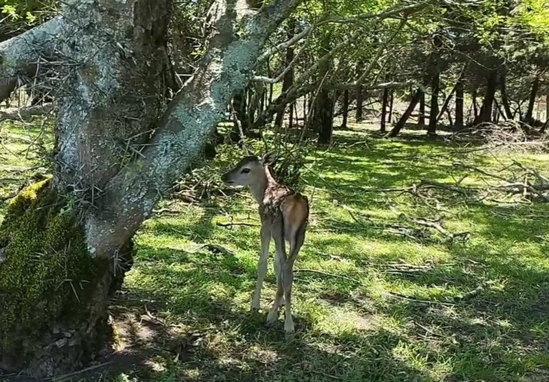 آغاز عملیات ویژه قضایی برای نجات "جهان‌نما"