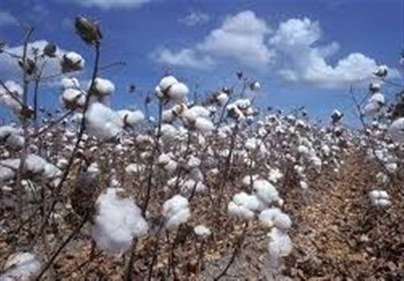 خرید ۴۴۷ تن وش پنبه در گلستان / کاهش تولید پنبه نسبت به سال‌های گذشته