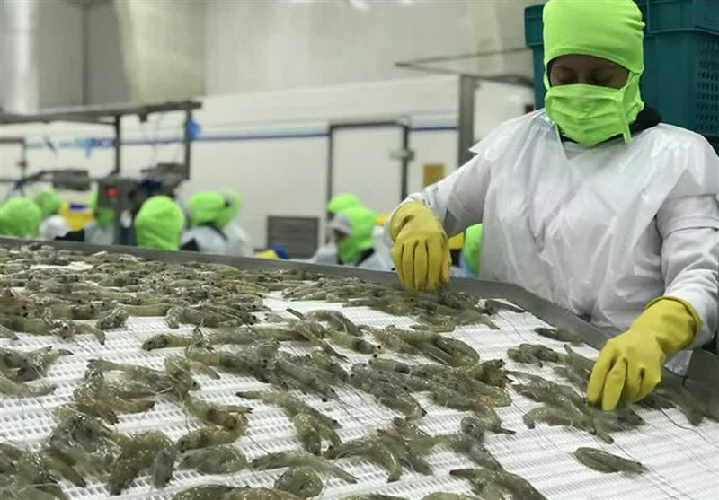 ارزآوری ۲۰ میلیون دلاری صادرات میگو برای گلستان ارزآوری ۲۰ میلیون دلاری صادرات میگو برای گلستان